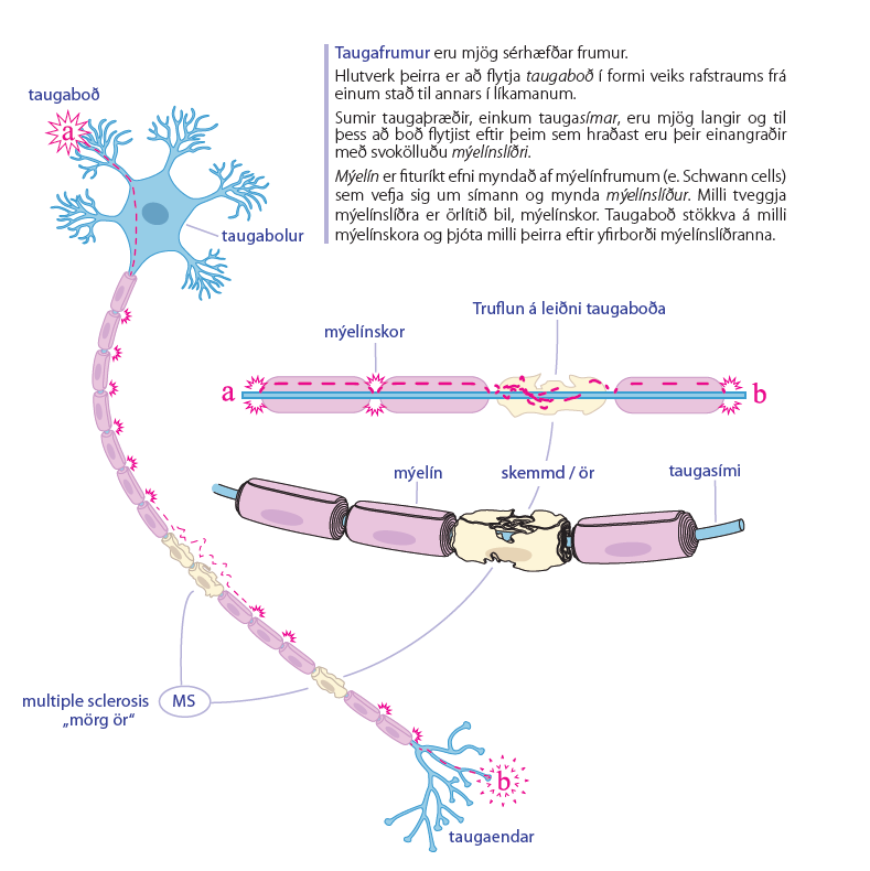 Mynd sem sýnir hvernig sjúkdómurinn hefur áhrif á taugaboð