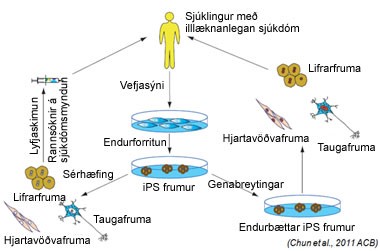 Ferill í rannsóknum með iPS frumur (Mynd: Vísindavefurinn)